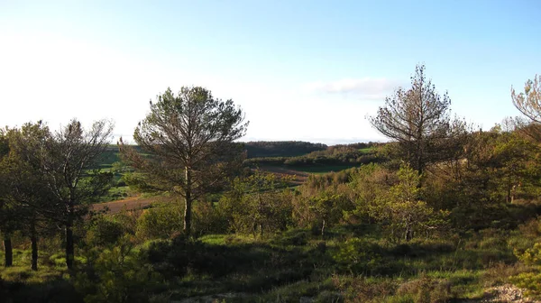 Bosques Montaña Día Soleado —  Fotos de Stock