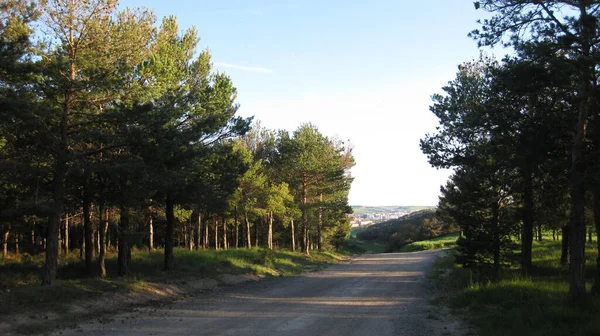 Forêts Montagne Par Une Journée Ensoleillée — Photo