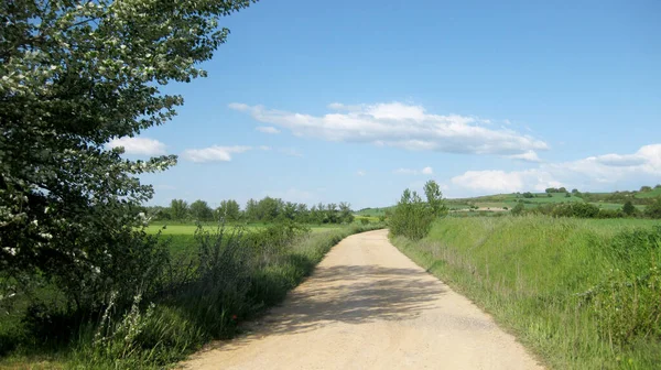 Paths Green Farm Fields — Stock Photo, Image