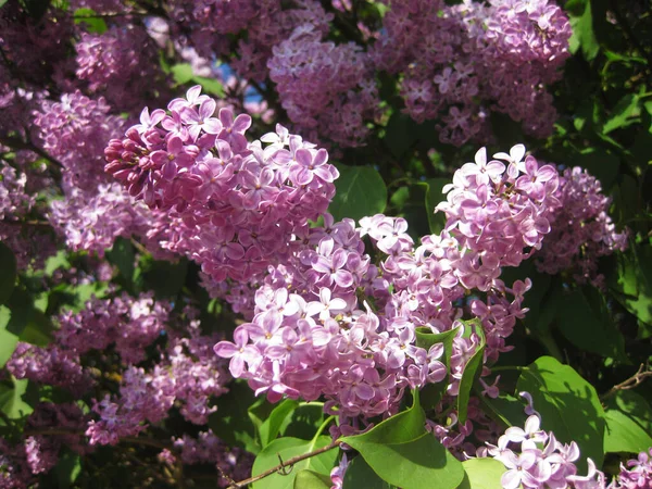 Pink Flowers Cherry Tree — Stock Photo, Image