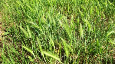 Yeşil çimenlerin ve çivilerin arka planı.