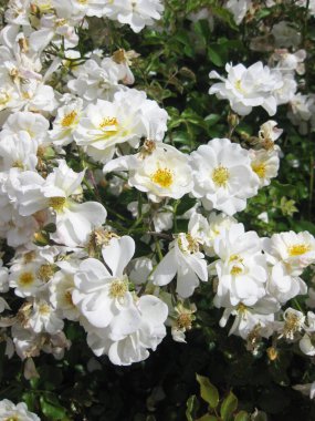 Bahçedeki beyaz arkaplan.