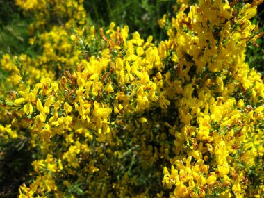 Bahçedeki sarı arkaplan.