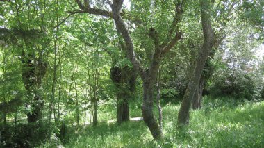 Yeşil yemyeşil ormanlar manzarada.