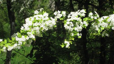 Bahçedeki beyaz arkaplan.