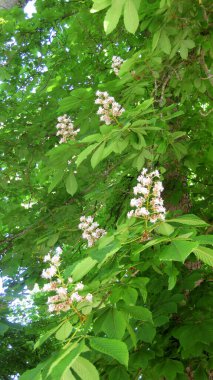 Bahçedeki beyaz arkaplan.