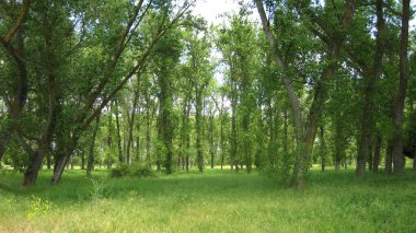 Yeşil çayır ve orman manzaraları.