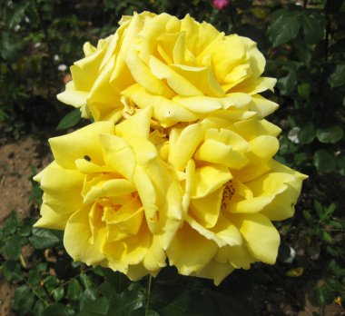 Bahçedeki sarı çiçek.