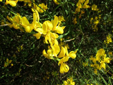 Bahçedeki sarı çiçek.