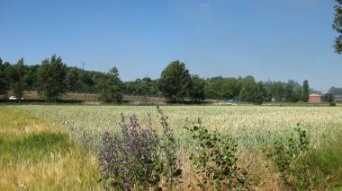 Yeşil çayır ve vadilerin arka planı.