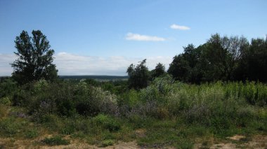 Ormandaki ağaç yaprakları.