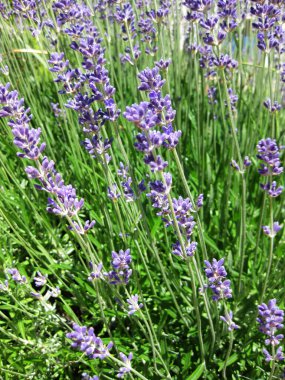 Bahçedeki mor çiçekler