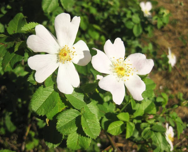 白と緑の花の背景 — ストック写真