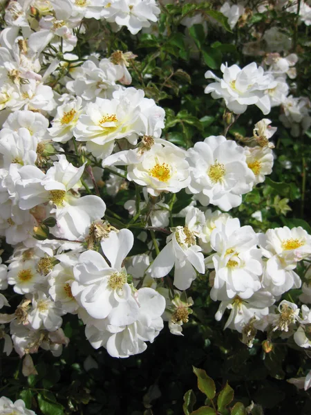 White Background Garden — Stock Photo, Image