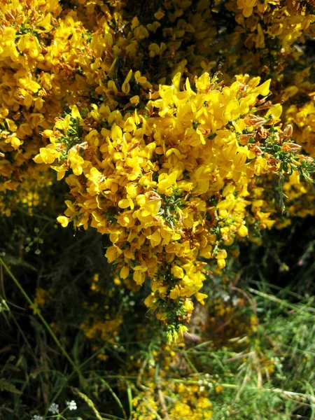 Κίτρινο Φόντο Κήπο — Φωτογραφία Αρχείου