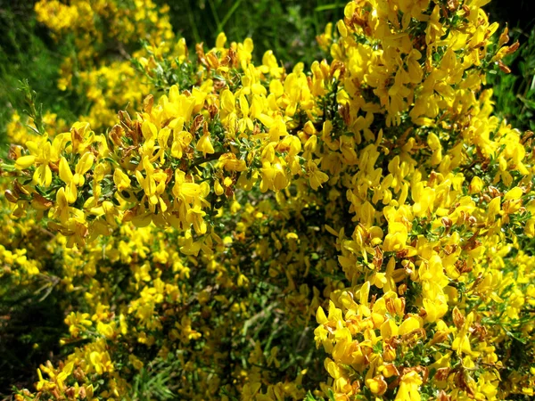 Gelber Hintergrund Einem Garten — Stockfoto