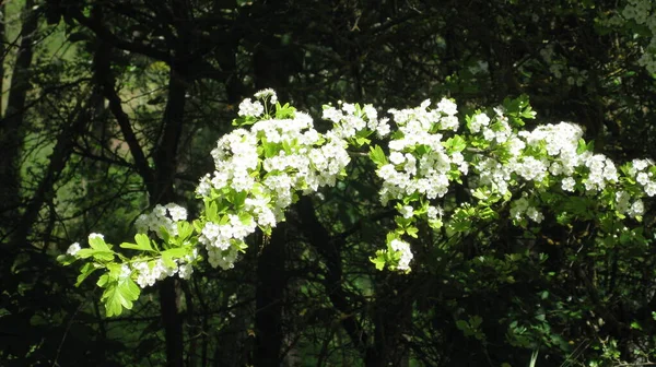 Sfondo Bianco Giardino — Foto Stock