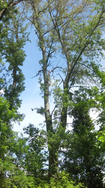 Grüne Üppige Wälder Einer Landschaft — Stockfoto