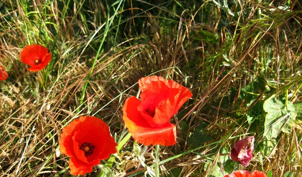 Rote Blume Einem Garten — Stockfoto