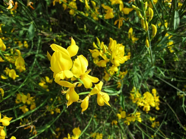 Bahçedeki Sarı Çiçek — Stok fotoğraf