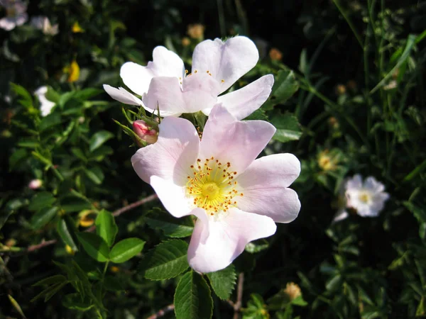 White Flower Garden — Stock Photo, Image