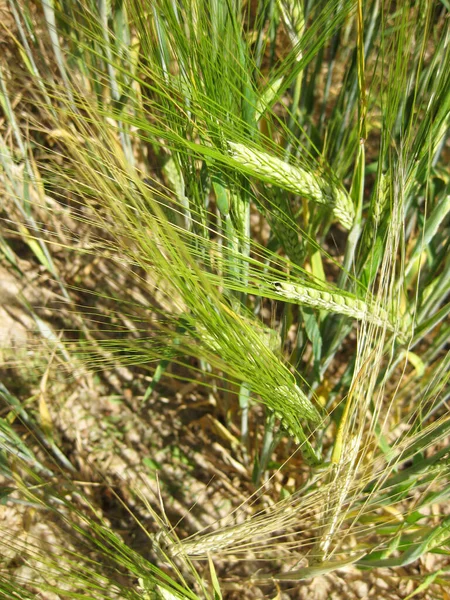作物田里小麦穗的背景 — 图库照片