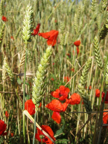 Фон Колосьев Пшеницы Поле — стоковое фото
