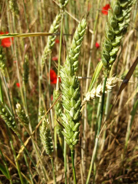 Fondo Spighe Grano Campo Coltura — Foto Stock