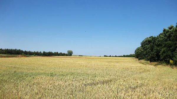 Bakgrund Gröna Ängar Och Dalar — Stockfoto