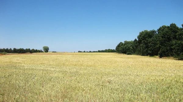 Background Green Meadows Valleys — Stock Photo, Image