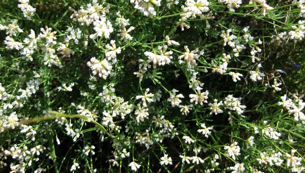 Λευκό Λουλούδι Έναν Κήπο — Φωτογραφία Αρχείου