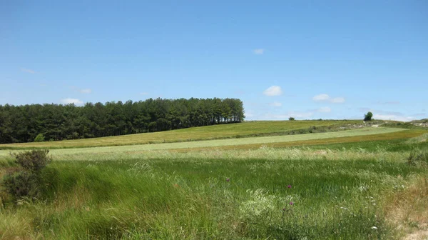 緑の草原と谷の背景 — ストック写真