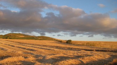 Tarlalar ve ağaçlar.
