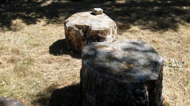 Kesilen ağaçların kalıntıları.