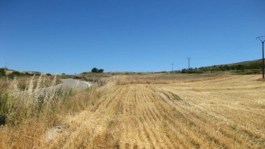 Yazın ekilen tarlalar.