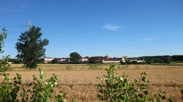 Oříznout Pole Stromy — Stock fotografie