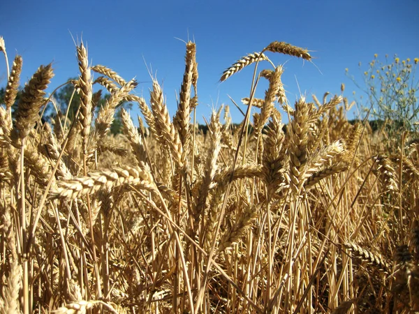 Pere Gialle Sfondo — Foto Stock