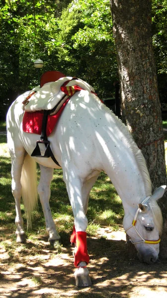 Wit Paard Schaduw Van Bomen — Stockfoto