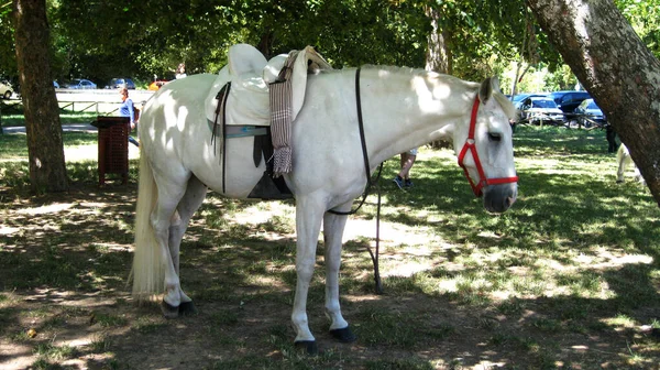 木の陰の下の白い馬 — ストック写真
