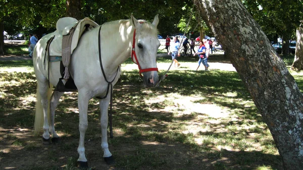 Λευκό Άλογο Κάτω Από Σκιά Των Δέντρων — Φωτογραφία Αρχείου