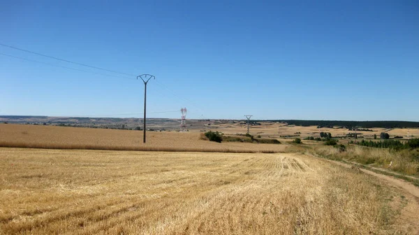 Kultivierte Felder Sommer — Stockfoto