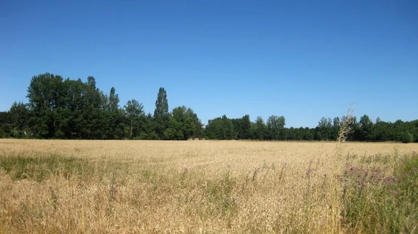 Kultivierte Felder Sommer — Stockfoto