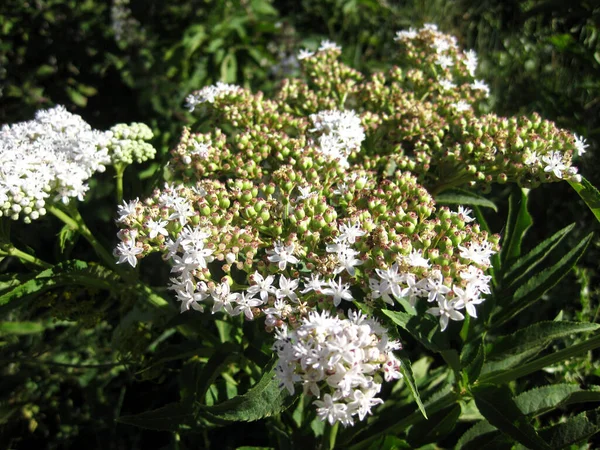 Λευκά Λουλούδια Έναν Κήπο — Φωτογραφία Αρχείου