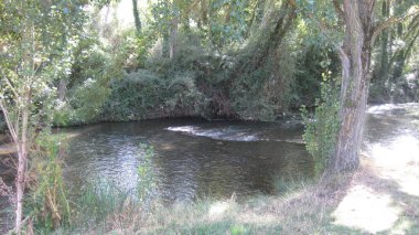 Yazın nehir kıyısında bir orman.