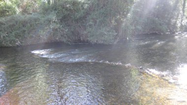 Yazın nehir kıyısında bir orman.