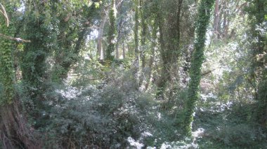 Yazın nehir kıyısında bir orman.