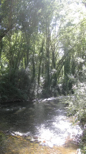 Foresta Estate Sulle Rive Fiume — Foto Stock