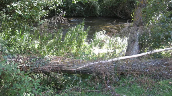 Foresta Estate Sulle Rive Fiume — Foto Stock