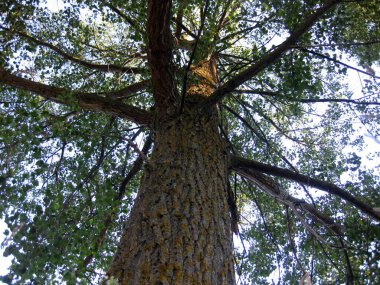 Çam ormanındaki çam ağaçları.