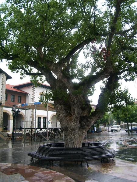 Centennial tree in a square.